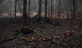 Cortinarius glaucopus image