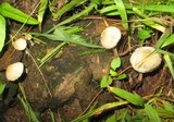 Panaeolus cyanescens image