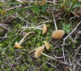 Galerina graminea image