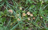 Galerina graminea image