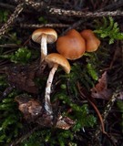 Galerina uncialis image