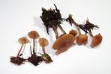 Galerina uncialis image