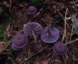 Laccaria amethystina image