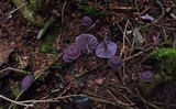 Laccaria amethystina image