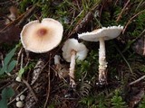 Lepiota clypeolaria image