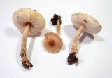 Lepiota clypeolaria image