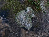 Cladonia pyxidata image