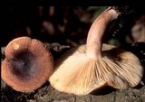 Lactarius quietus image