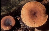 Lactarius quietus image