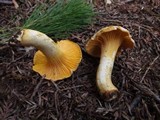 Cantharellus roseocanus image