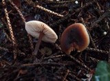 Macrocystidia cucumis image