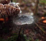 Spinellus fusiger image