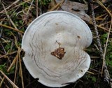 Rhodocybe popinalis image