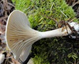 Rhodocybe popinalis image