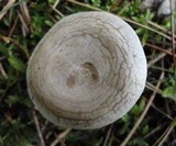 Rhodocybe popinalis image