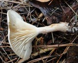 Rhodocybe popinalis image