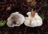 Tricholoma saponaceum image