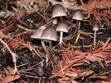 Mycena leptocephala image