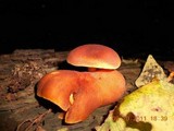 Tricholomopsis rutilans image