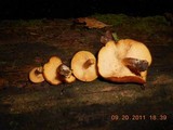 Tricholomopsis rutilans image