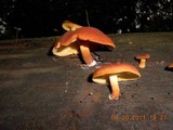 Tricholomopsis rutilans image