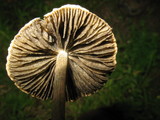 Panaeolus cyanescens image