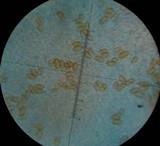 Bolbitius reticulatus image