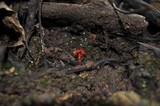 Hygrocybe hypohaemacta image
