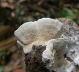 Earliella scabrosa image