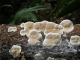 Earliella scabrosa image