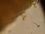 Pholiotina smithii image