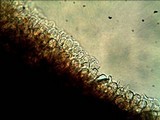 Pholiotina smithii image