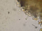 Pholiotina smithii image