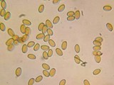 Pholiotina smithii image
