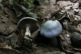 Cortinarius alboviolaceus image