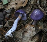 Cortinarius iodes image