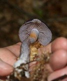 Cortinarius iodes image