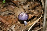 Cortinarius iodes image