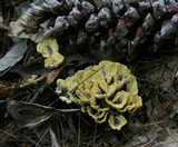 Thelephora vialis image