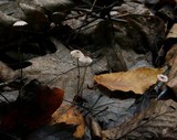 Marasmius pulcherripes image