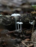 Tetrapyrgos nigripes image