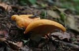 Lactarius croceus image