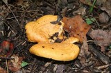 Lactarius croceus image