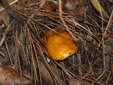 Suillus sibiricus image