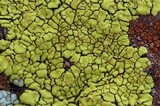 Acarospora socialis image