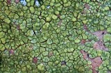 Acarospora socialis image