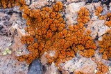 Caloplaca squamosa image