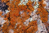 Caloplaca squamosa image