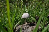 Panaeolus antillarum image