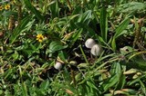 Panaeolus antillarum image